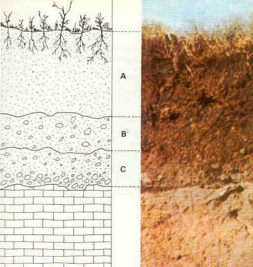 soilvasu's tweet photo. A, B, and C represent the soil profile. 
 - 
This notation was firstly coined by Vasily Dokuchaev (1846 - 1903), the father of Pedology. 
A - Top Soil
B - ,Regolith
C - Saprolite (a less-weathered regolith); 
The bottom-most layer represents the bedrock. https://t.co/4APQcEXhOm