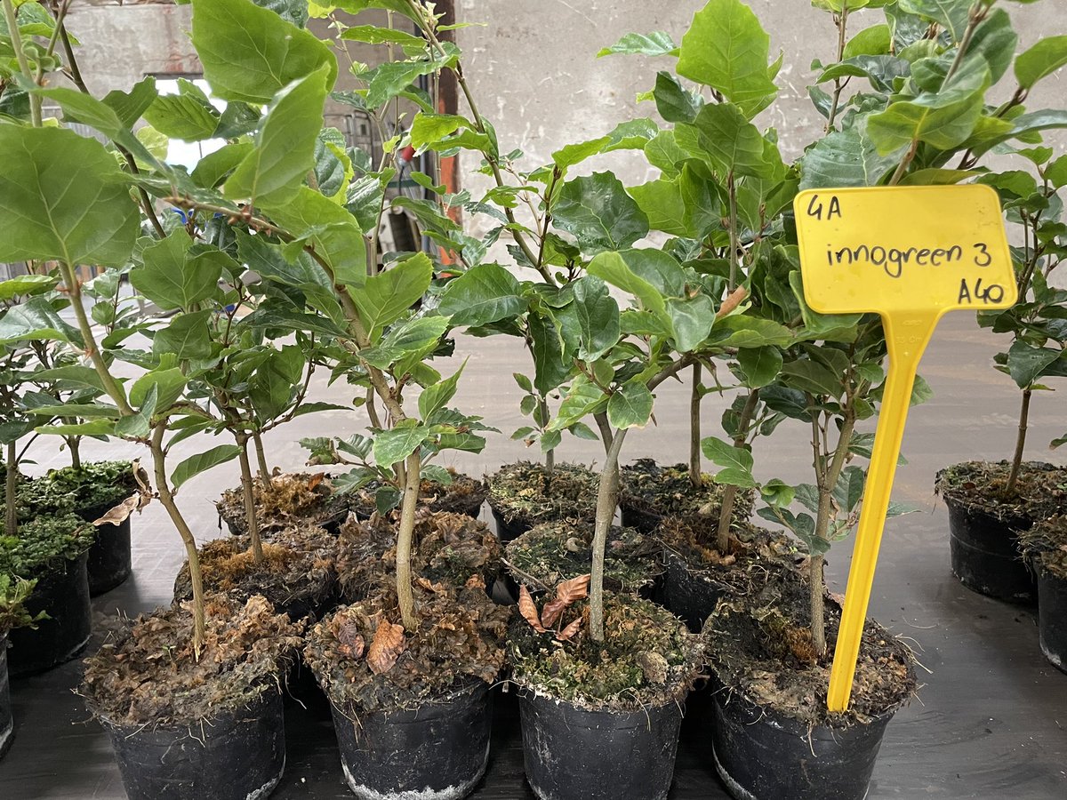 Innogreen2007's tweet photo. Mosproef op potten bij Compas Agro tijdens innovatie dagen. Zeer goede resultaten met experimenteel middel van Innogreen gespoten in laagste concentratie. Verdere proeven volgen.
#Innogreen #mossen #levermos #pottenteelt https://t.co/MXtHvCQvpA
