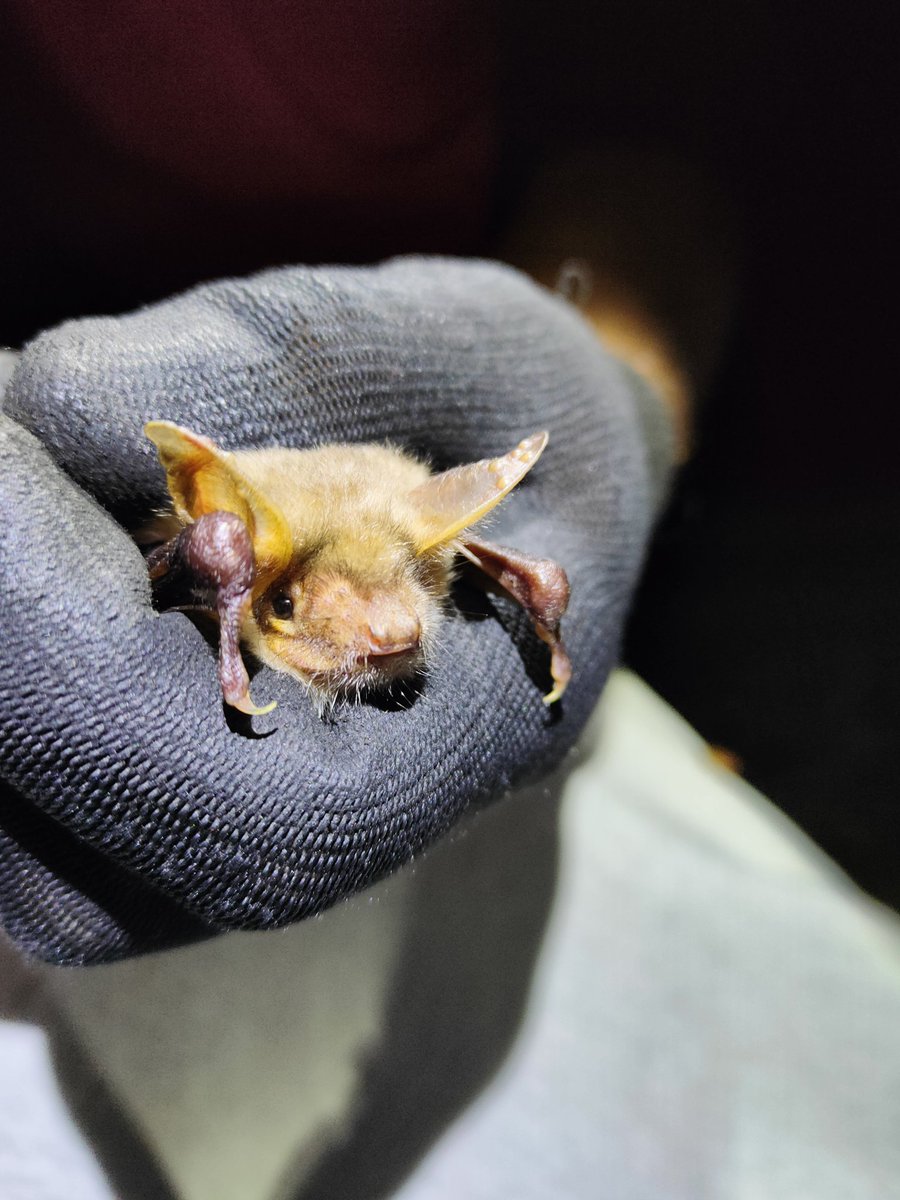 arualentina's tweet photo. Quick visit to #Nietoperek 🦇
Feels odd exploring the site from above the ground... And seeing these bats so awake!
#Natura2000 #BatConservation https://t.co/uMcPPZDv5L