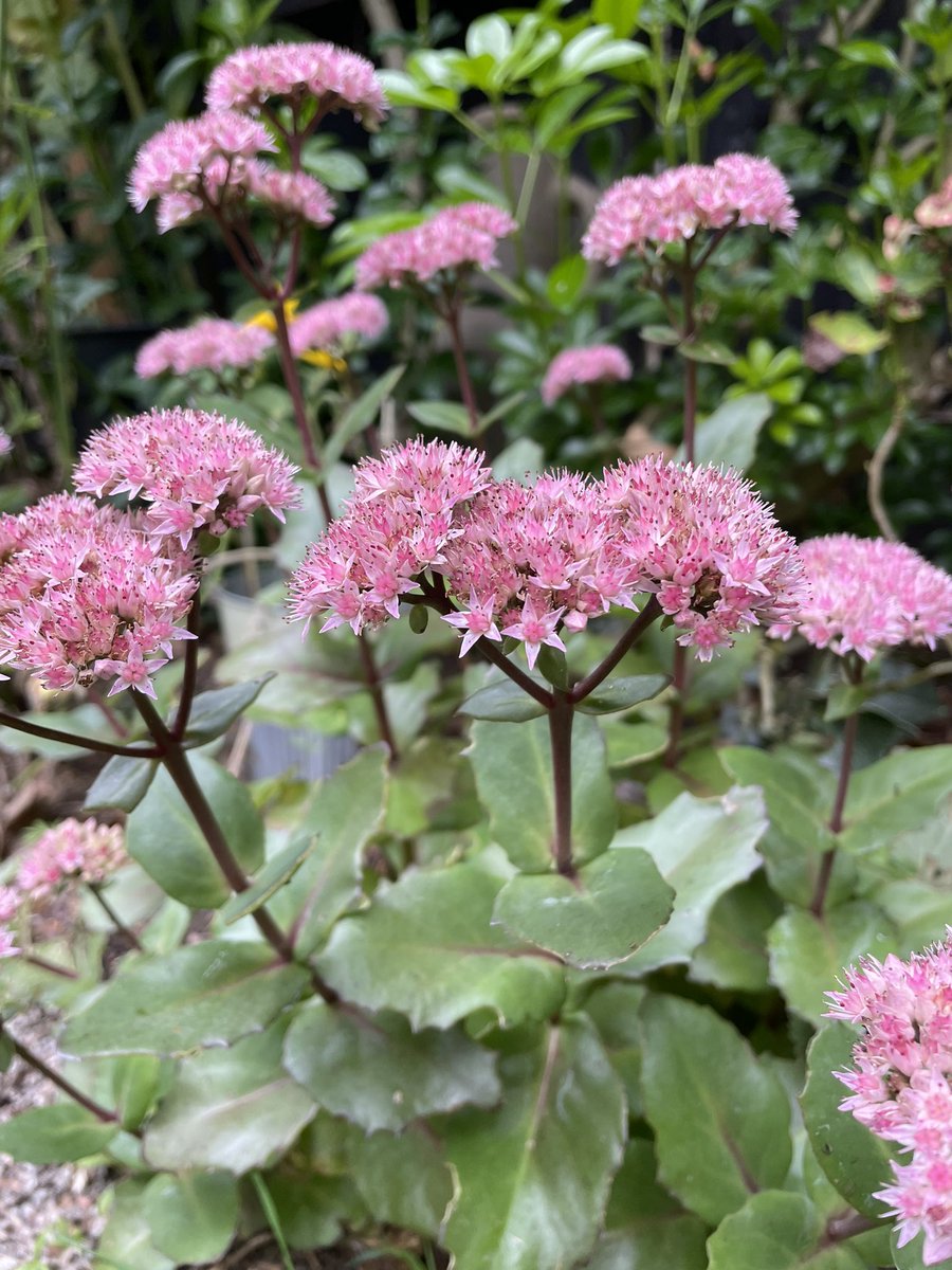loveflowersday's tweet photo. The sedums are looking fantastic on this hazy, chilly, sunny morning. #sedums #Flowers #GardeningTwitter #flowerphotography https://t.co/BxRIE7798s