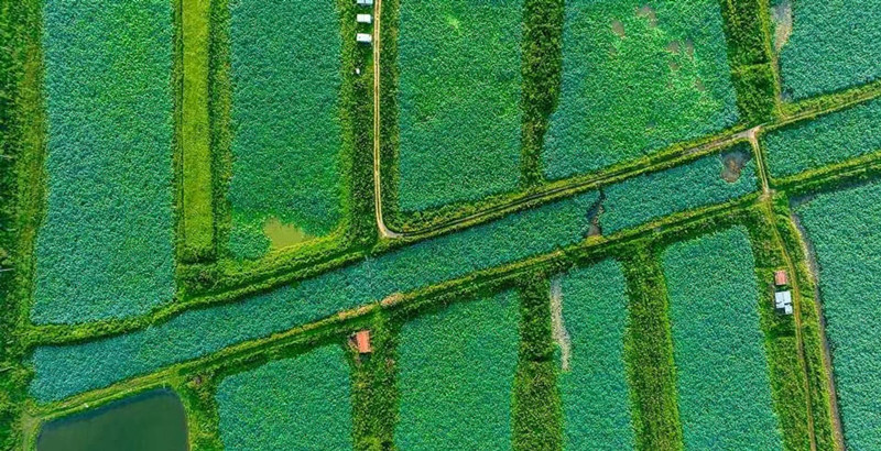 WuhanPlus's tweet photo. 🏞️💚🌊#Wetland parks in #Wuhan are getting prettier and providing more green spaces for leisure, thanks to the city's continuous efforts with protection and improvement in eco-environment and natural resources. Keep up the good work!✅💪👏 [📸/IC] #CityofWetlands #WuhanPlus https://t.co/WgKrRh5vXD