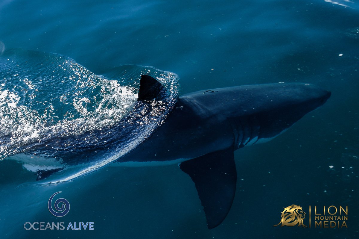 LionMountain_TV's tweet photo. Great White slicing through the water. 

#sharks #savesharks #sharksofinstagram #sharksterritory #savethesharks #saveoursharks #lovesharks #ilovesharks #greatwhitesharks #helpsavesharks #swimmingwithsharks #sharksarefriends #whitesharks #welovesharks #sharksteeth #sharksdaily https://t.co/U98Vr5P1eo