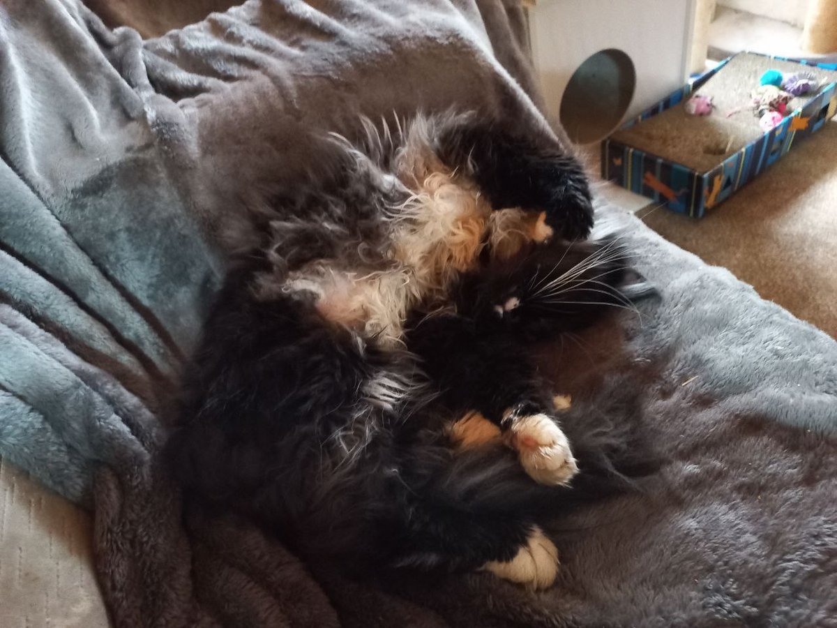 Ich bin draußen und Bella schläft nochmal 😺😻 Es hat die ganze Nacht geregnet und wir waren alle in Papas Bett 😺😻😹 Jetzt mach ich meine Morgenrunde und Bella ist es noch zu nass da draußen 😺😻😹😹😹