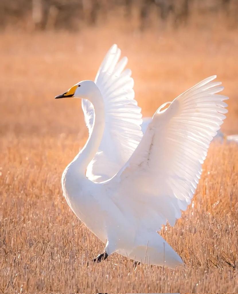 MirkoVasi2's tweet photo. Hi... Happy Tuesday 🦢🌞🙏 https://t.co/4iyDdtOOC3