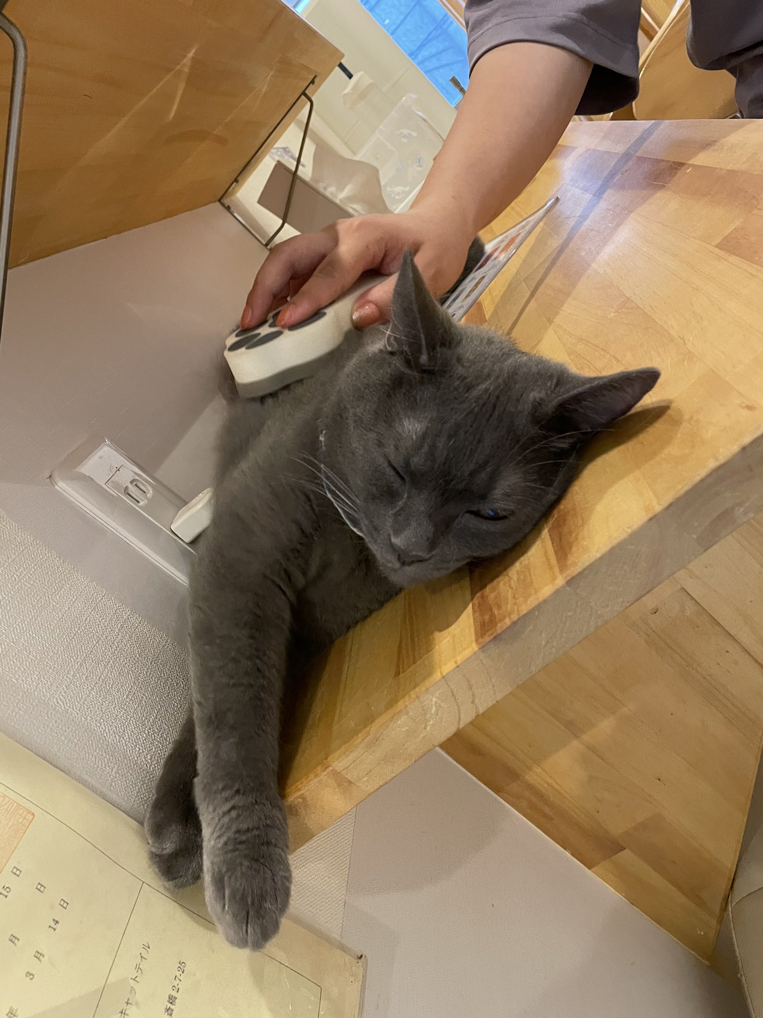 猫カフェ Cat Tail 大阪 西心斎橋 難波 Nekocafecattail Twitter