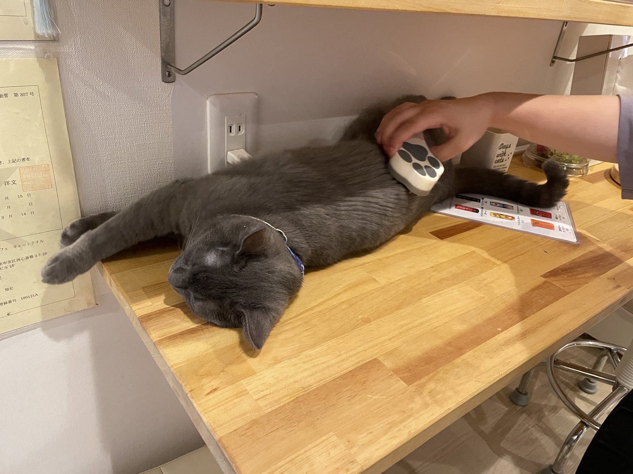 猫カフェ Cat Tail 大阪 西心斎橋 難波 Nekocafecattail Twitter