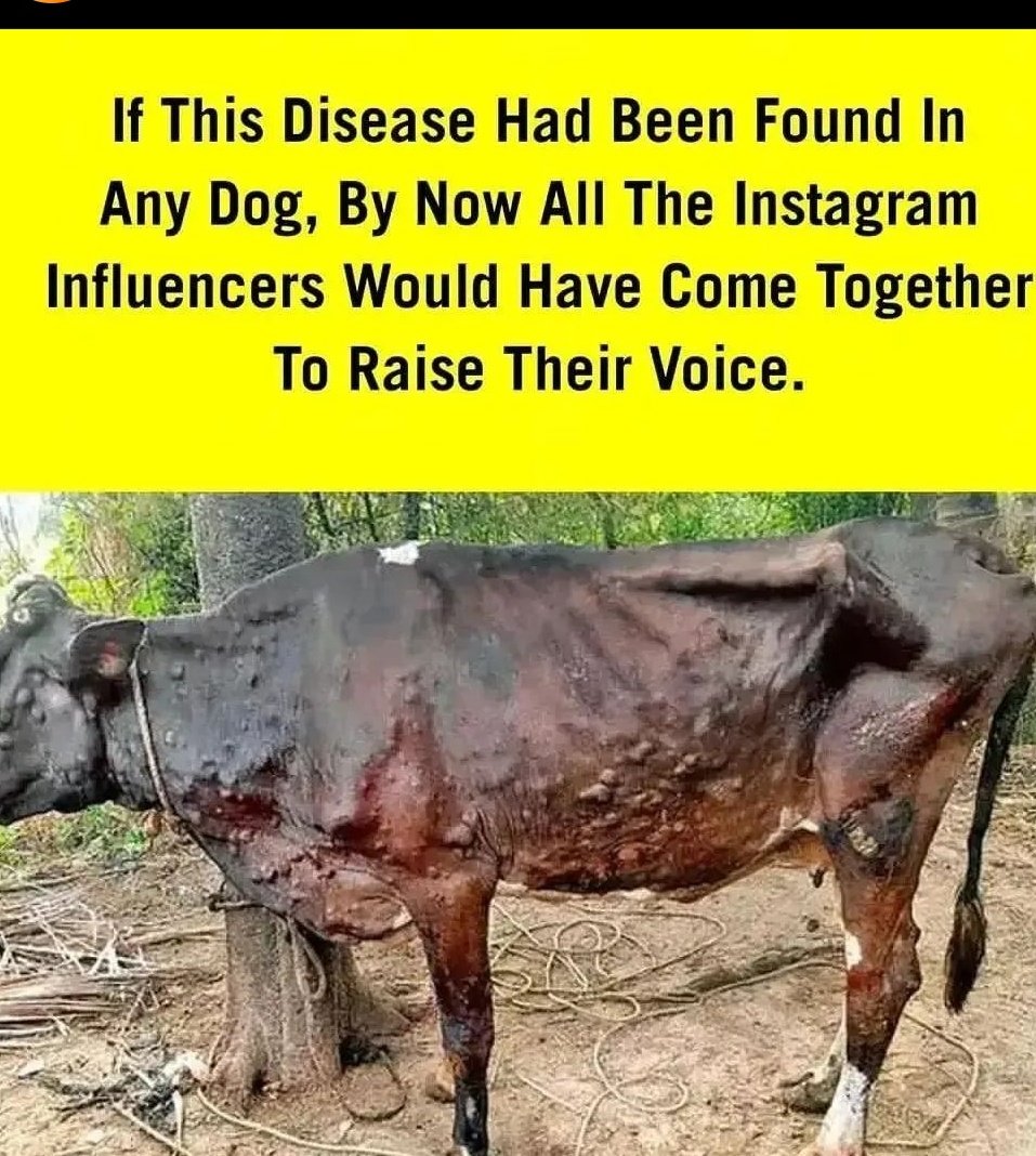 Poorvesh_sharma's tweet photo. Ab kahan gye sare so called #AnimalLovers ?
#Lampi #SaveCow #savecowsaveearth https://t.co/zyXJn6FFth