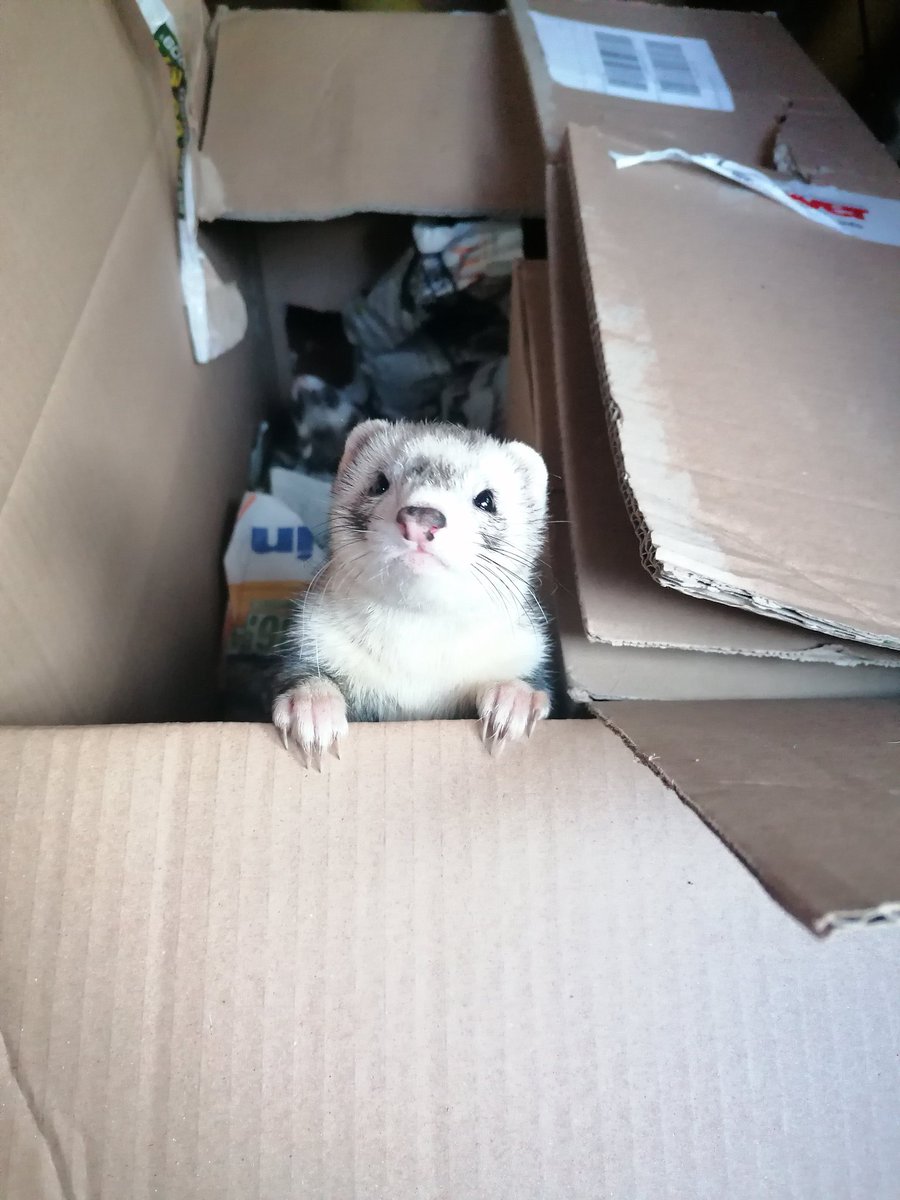 Die kleine Jinx kann so gut posen. 🥰