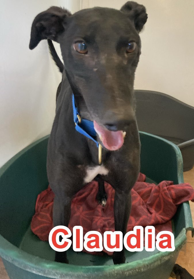 GreyhoundRFife's tweet photo. Claudia is 6 &amp; our 2nd longest stay. Loving to #hoomans &amp;
could share with right dog or live alone. She is fun &amp; a dinky wee stunner. Interested in #Adopting a sassy lassie? Call Celia :07826 244765 for an app/info. We are 10 mins North #QueensferryCrossing Jt5 #AdoptDontShop 🤞🏽 https://t.co/MqNKgD9R2e