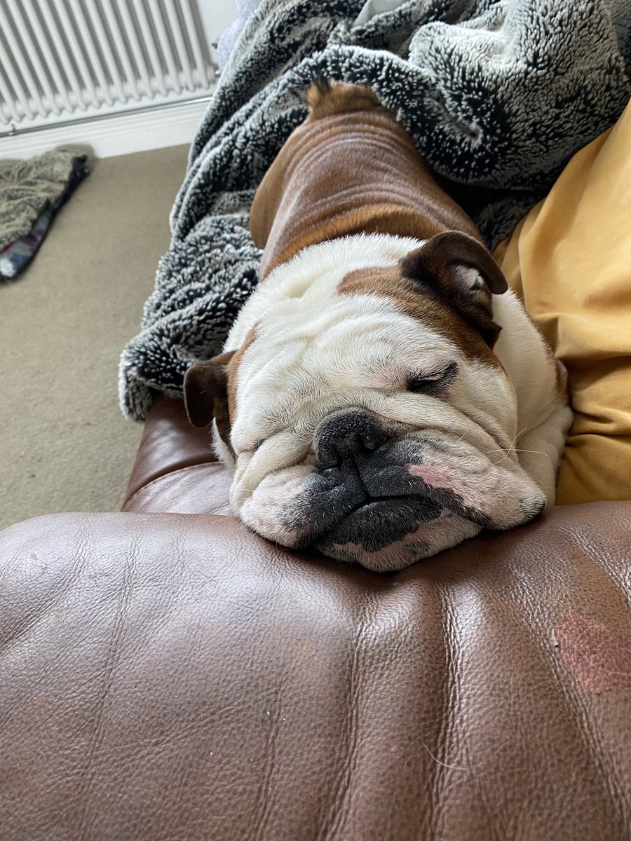 bulldog_harry's tweet photo. #Lazy #TuesdayVibe going on here #HarryTheBulldog 🐶 #WoofWoof 🐾 #DogsOfTwitter #Bulldog #ForbiddenSofa https://t.co/8bcD1LDe8i