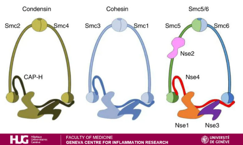 GCIR_Unige's tweet photo. #Episomal #DNAsilencing by #SMC5/6 is a 3-step process, want to know more? 

Read it in @NatureSMB by @GCIR_Unige member Prof Michel Strubin, Fabien Abdul &amp; @AurelieDiman 
#HepatitisB #HBV #DNAvirus
@UNIGEnews @MIMOL_UNIGE 

https://t.co/fUvnYBysm0
Summary https://t.co/W2iIvw0bgD https://t.co/6wCICKuS95