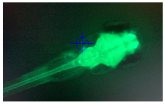 I’m super excited to share my first first-author paper out today in @PNASNews! Is brain function limiting tolerance to high temperatures? Is there enough oxygen for the brain? We tested this in a series of five experiments in zebrafish. pnas.org/doi/10.1073/pn…