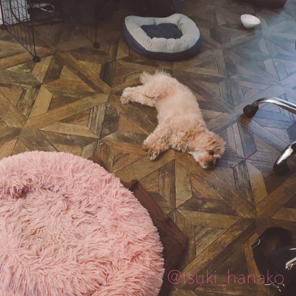 家に犬が落ちてた。
#はなこと旦那とモフ https://t.co/oqESmTa7Vn