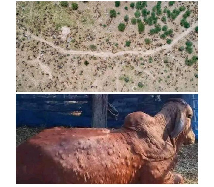 itz_reddy88's tweet photo. No words...💔
#lampivirus #savecowsaveindia #india
#SaveCow https://t.co/jdKPo2gHcd