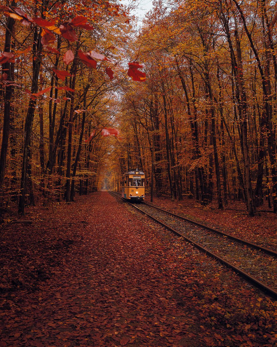 Gm frens ☀️

It's finally the perfect season for my "Autumn Tram" edition, so who will join my passengers and me for a ride full of nostalgia through the golden autumn mood? 🍂

Five tickets are left, each one costs 0.03 ETH. Take the chance and grab yours. 🎫

Link 👇