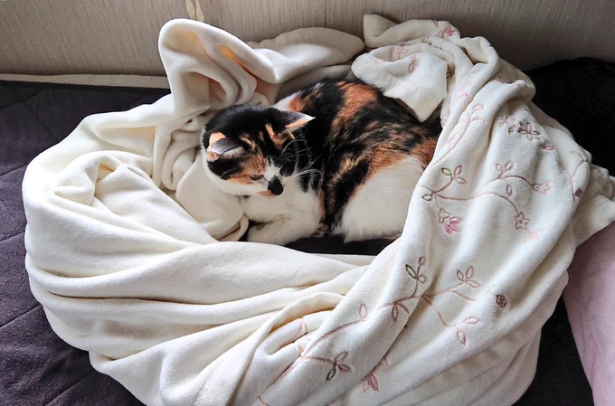 ねこの巣 