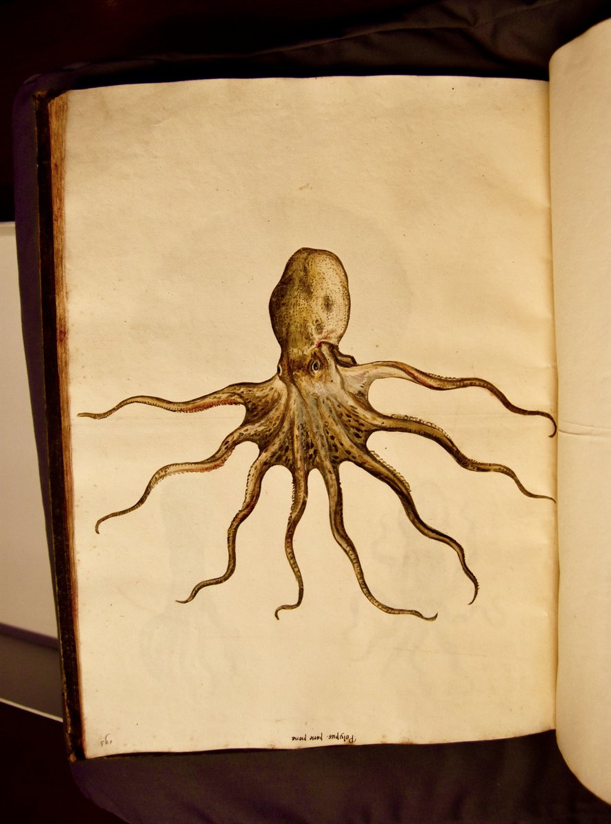philipwhale's tweet photo. I found the whole of the world in a book five hundred years ago https://t.co/c37LP6OYFZ