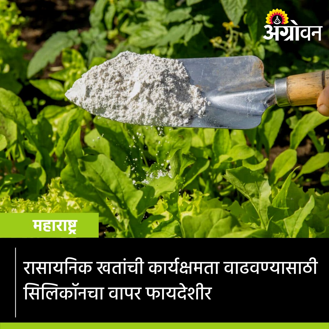 AGROWON's tweet photo. आनंद कृषी विद्यापीठ व बंगलूरू येथील प्रयोगानुसार सिलिकॉनचा वापर केला असता २५ ते ३० टक्के नत्राची उपलब्धता वाढल्याचे दिसले.
बातमी:
https://t.co/QKwPtsLJwI
#Agrowon #AgrowonForFarmers #AgricultureNews #chemicalfertilizers #fertilizerforthefuture #AgricultureGuide #CropGuide https://t.co/IUxy6TxFAU