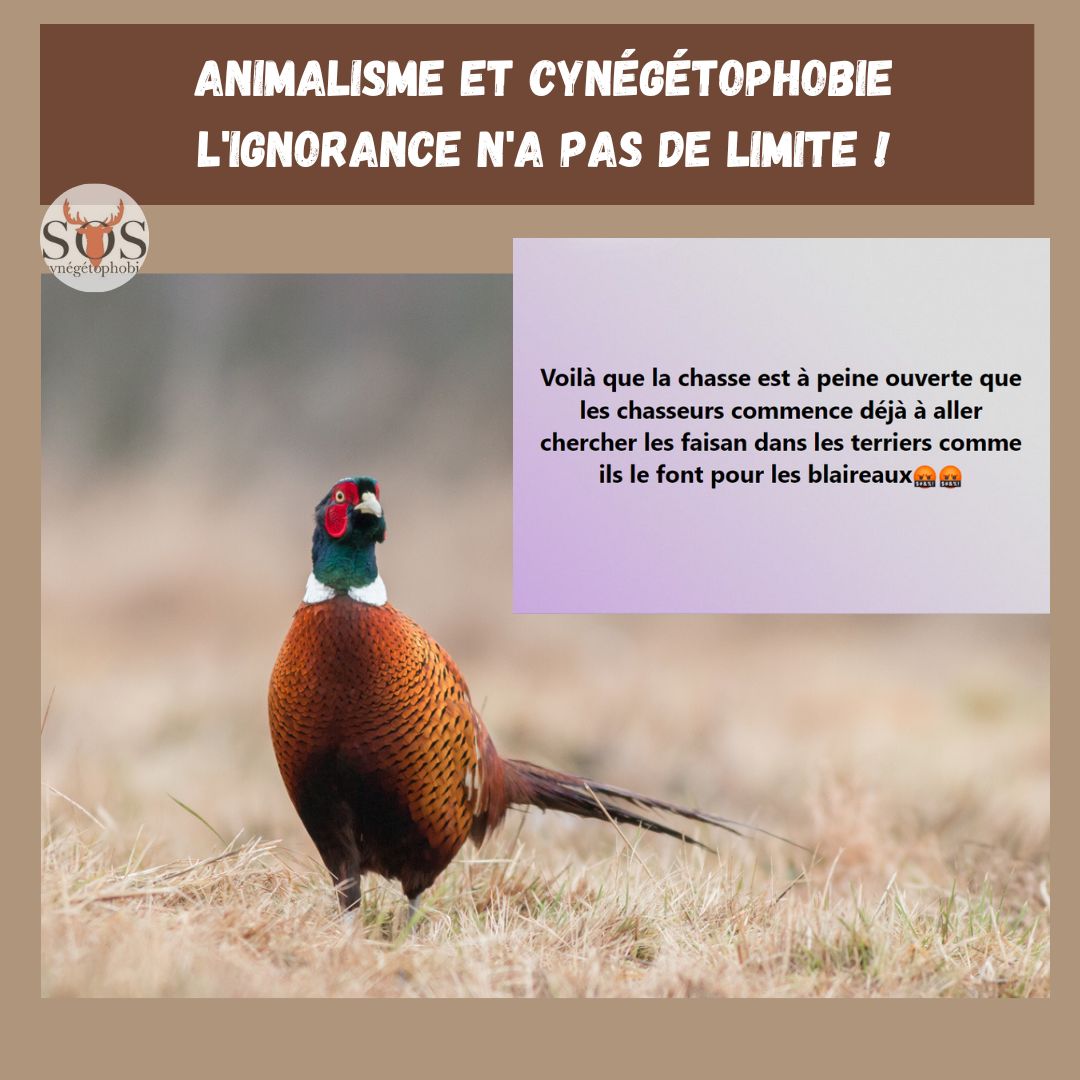 defendonschasse's tweet photo. Après les chamois de #Dombreval et les perdrix de Muriel #Fusi, les #animalistes vous proposent : les #faisans au terrier !
Non, ceci n’est pas une blague …😅Et dire qu’ils souhaitent gérer la #nature … Bon courage !
#Cynégétophobie #Chasse #Animalisme #Blaireau #Ignorance https://t.co/E2UiXqANDY