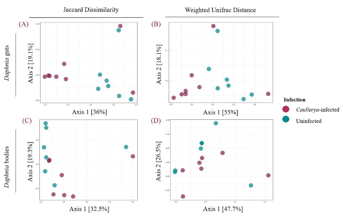 JustynaW0linska's tweet photo. 2nd #PhDchapter @amrutarajarajan about the role of host-associated microbiota in natural disease epidemics. We report changes in gut-microbiome with the presence of the #parasite infection. #microbiome #Daphnia #Caullerya @SpaakPiet https://t.co/YYrr9xJ3BU https://t.co/EqMDRdZAhE