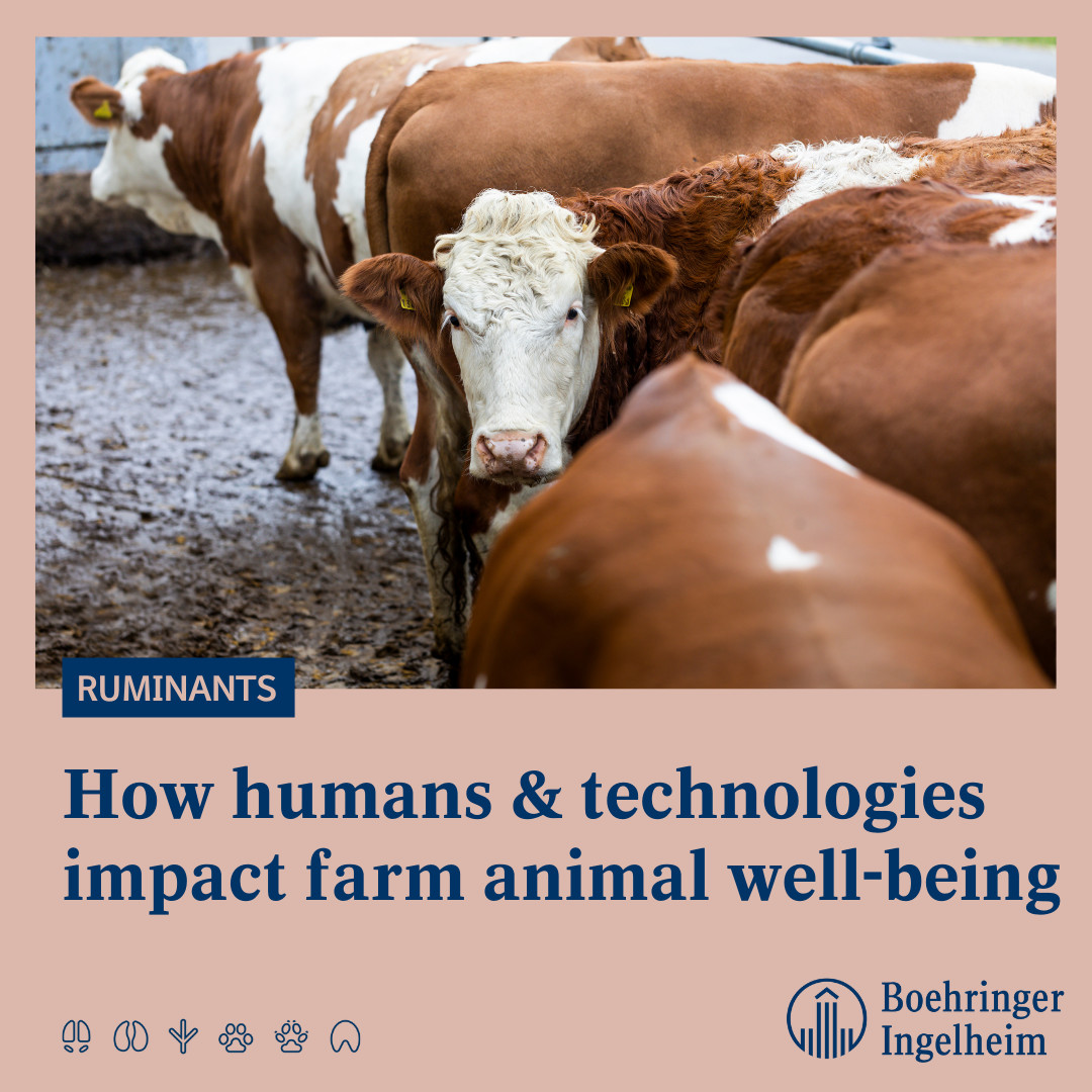 Boehringer Ingelheim (@Boehringer_AH) / Twitter Boehringer Ingelheim (@Boehringer_AH) / Twitter