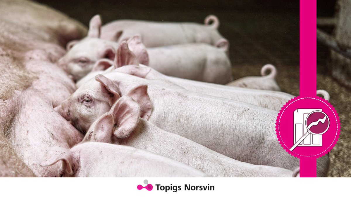 Results from a recent, independent scientific trial conducted in the US show that pigs sired by TN Tempo boars with a high breeding value for robustness to disease were more robust to PRRS challenge than pigs sired by boars with a low breeding value. More: bit.ly/3BSeyer