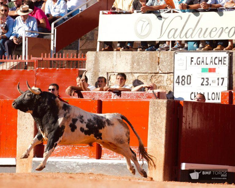 eloy1271's tweet photo. Enhorabuena a @PacoGalache por su segundo #TorodeOro consecutivo! La @jcyl premia el buen trabajo de los ganaderos que crían toros bravos, con casta y emoción. Es impagable! https://t.co/ERuKPwDt2q