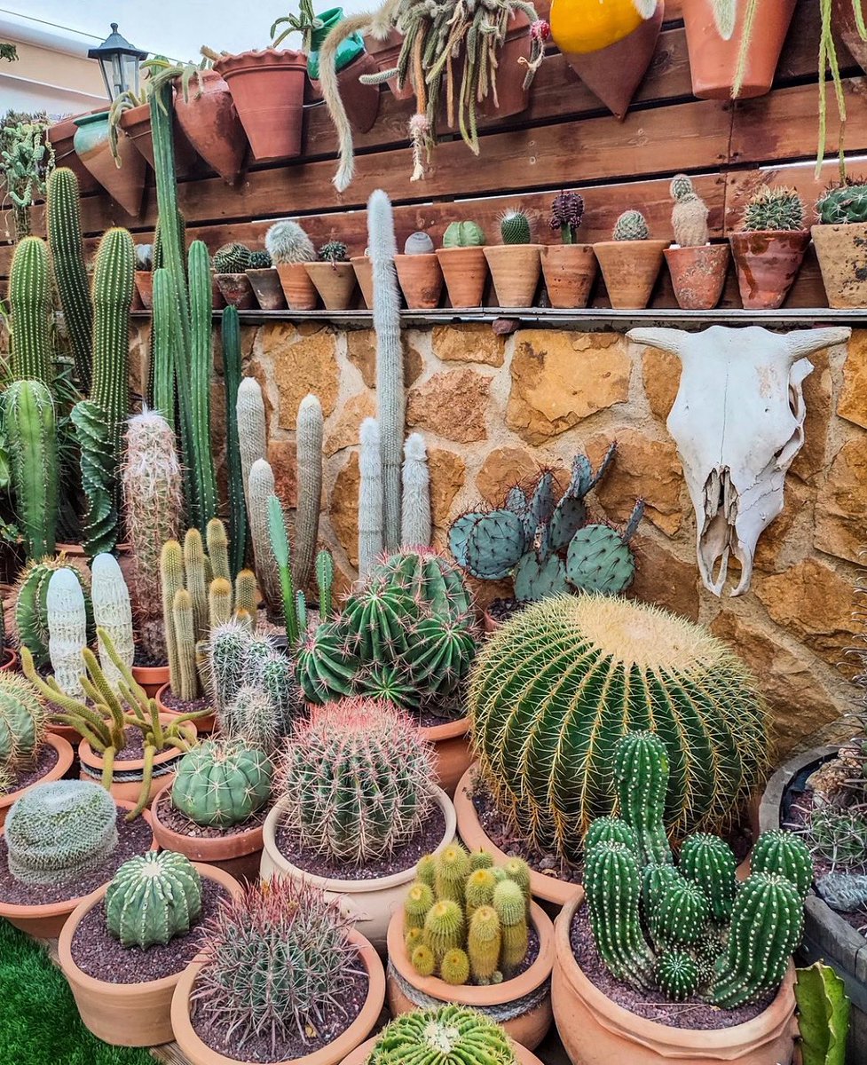 Who’s a #cacti collector?