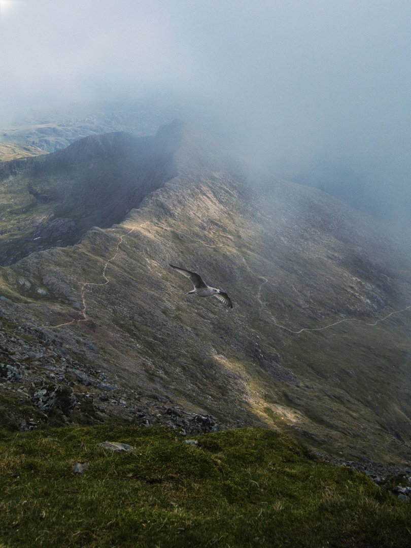 xwolfskin tweet media