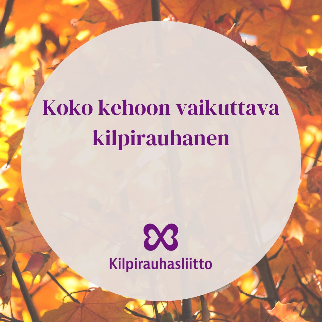 Kognitiivisten oireiden taustalla voi olla muukin syy kuin muistisairaus – oireilu voi johtua myös kilpirauhasen vajaatoiminnasta. #kilpirauhanen vaikuttaa koko kehoon, myös aivojen toimintaan ja muistiin.  #muistiviikko   kilpirauhasliitto.fi/kilpirauhassai…