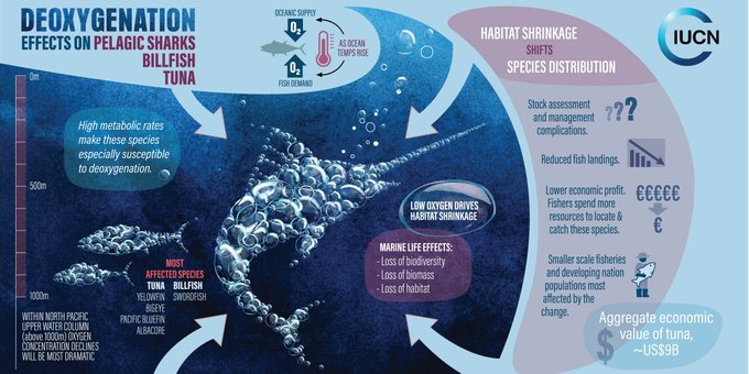 The loss of oxygen in the #ocean is increasingly disrupting ecosystems and threatening top predators such as tuna, marlin and sharks. Ocean deoxygenation is a growing problem, learn about its causes, impacts and solutions ow.ly/6B6950DEGi5 @IucnOcean