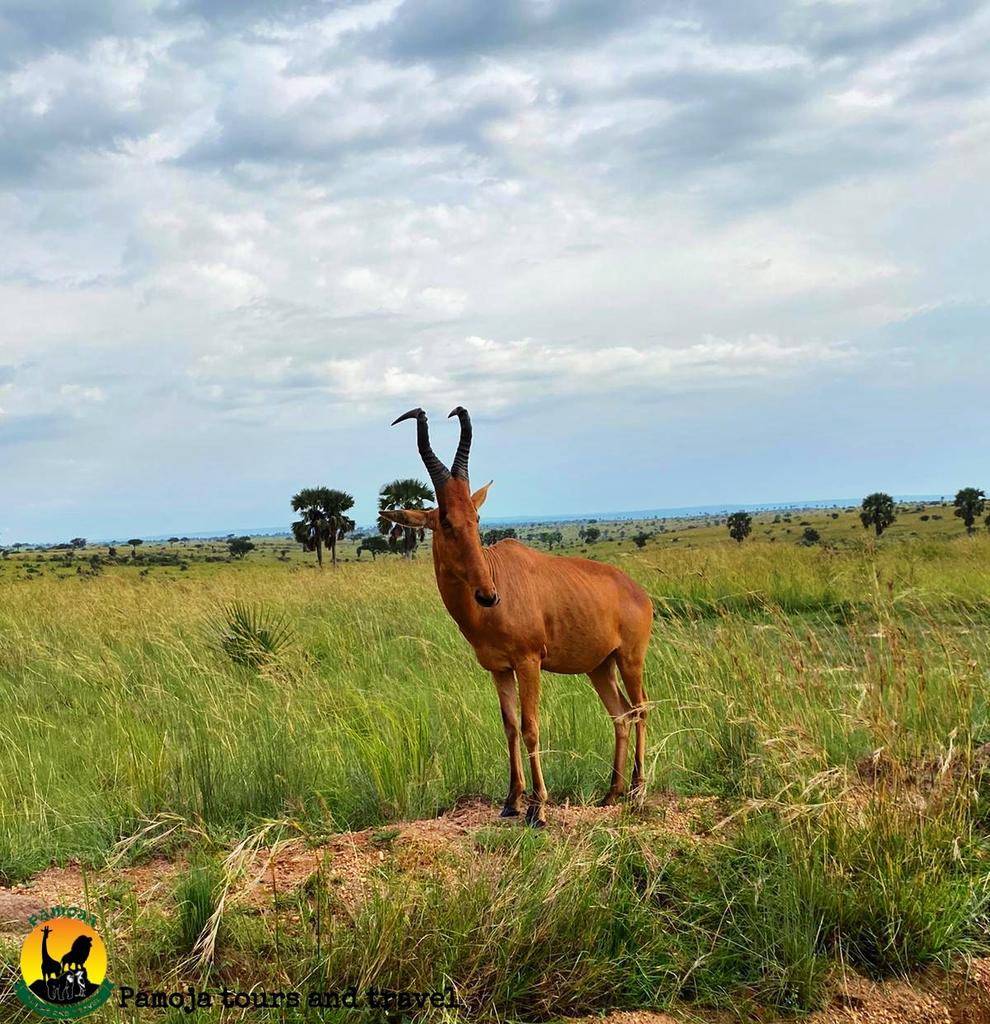 PamojaTours's tweet photo. 📸
Jackson hartebeest.
Game drive in Murchison falls national park. The hartebeest is known to have a very weak memory.
#jacksonhartebeest #antelope
🚙 3 days safari to #MFNP🇺🇬
🔗 https://t.co/CAib6bSpNl
📧info@pamojatoursandtravel.com
☎️+256 774 052 000
📲+256 701 052 000 https://t.co/xt8GJ90FSc