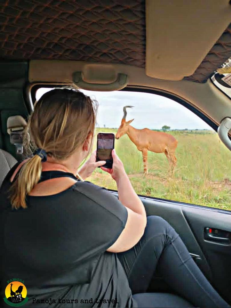 PamojaTours's tweet photo. 📸
Jackson hartebeest.
Game drive in Murchison falls national park. The hartebeest is known to have a very weak memory.
#jacksonhartebeest #antelope
🚙 3 days safari to #MFNP🇺🇬
🔗 https://t.co/CAib6bSpNl
📧info@pamojatoursandtravel.com
☎️+256 774 052 000
📲+256 701 052 000 https://t.co/xt8GJ90FSc