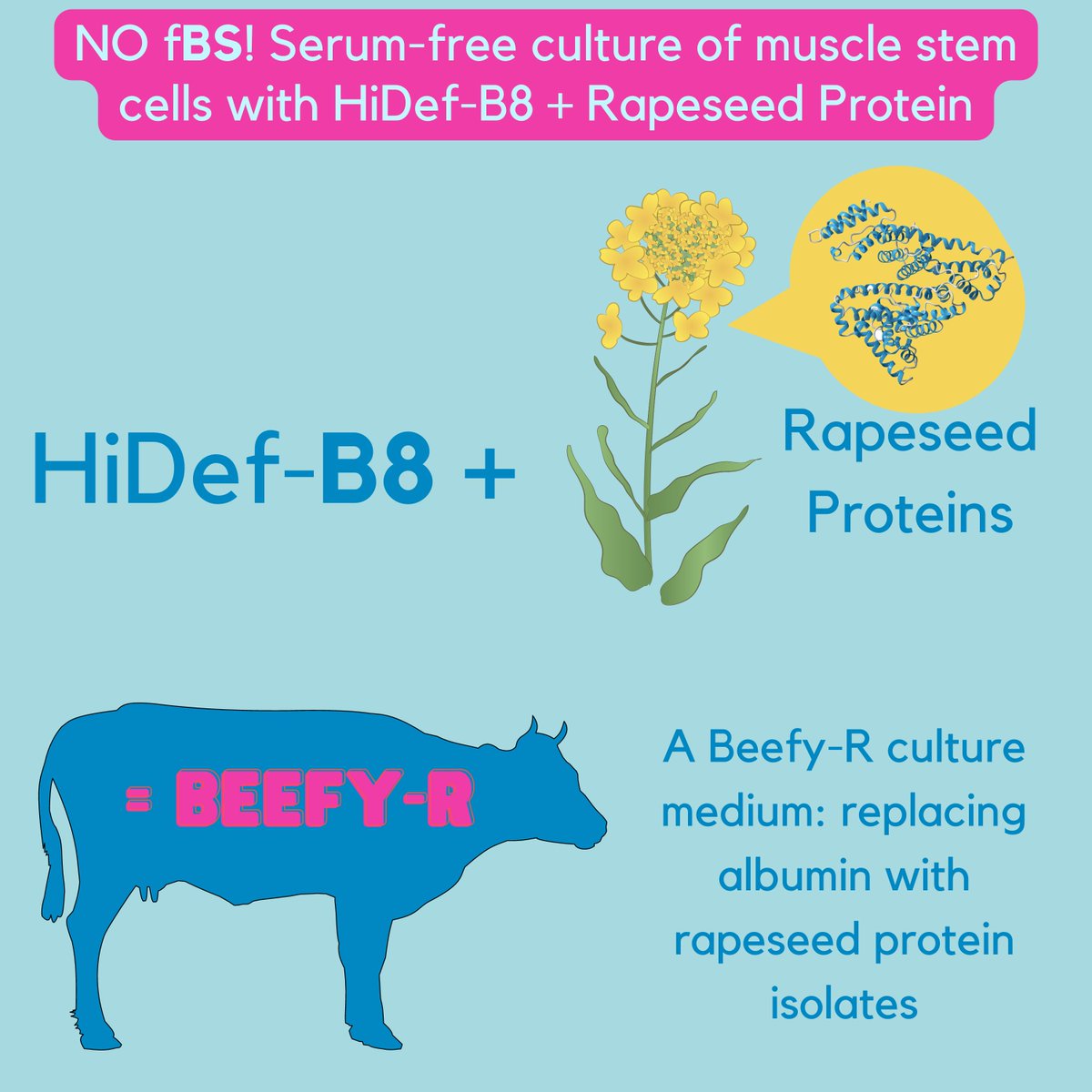 DefinedBio's tweet photo. Better, Beefier, Beefy-R! New preprint from Andrew Stout and Kaplan Lab where they take HiDef-B8 and add simple protein isolates from rapeseed meal to fully replace (and improve upon) recombinant albumin in serum-free Beefy-9 medium. https://t.co/cA4mwVKLHO https://t.co/XUOnhtBF5D