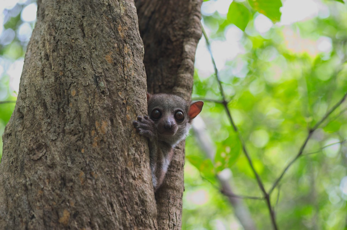 Good news this morning! Our manuscript "Season and reproductive activity influence cortisol levels in the Malagasy primate Lepilemur edwardsi" led by @JaninaBethge is now published online <a href="/JExpZoo_A/">Journal of Experimental Zoology A</a>  onlinelibrary.wiley.com/doi/10.1002/je…