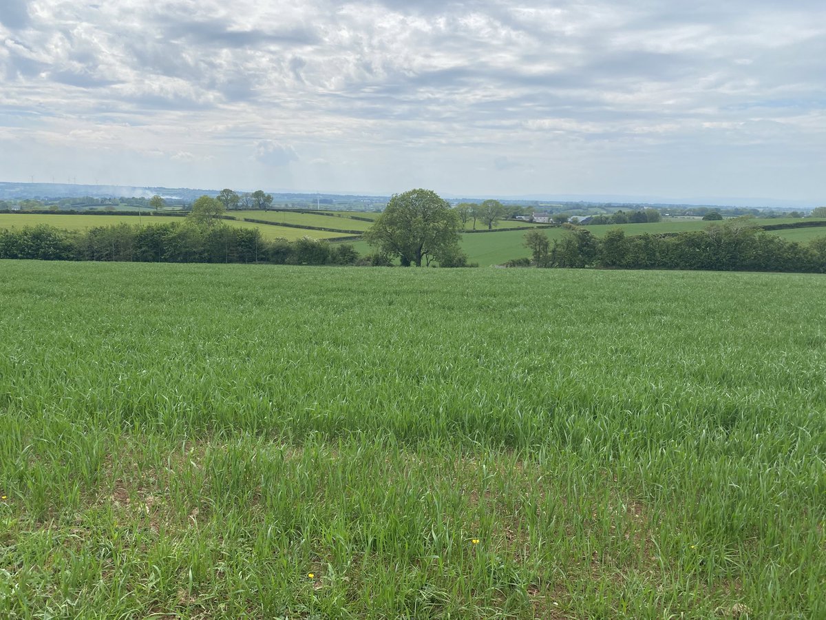 drivers I:

the main drivers of ecosystem collapse have been agricultural intensification in the lowlands, year-round heavy grazing by sheep or deer in the uplands, commercial forestry, and large scale peat mining