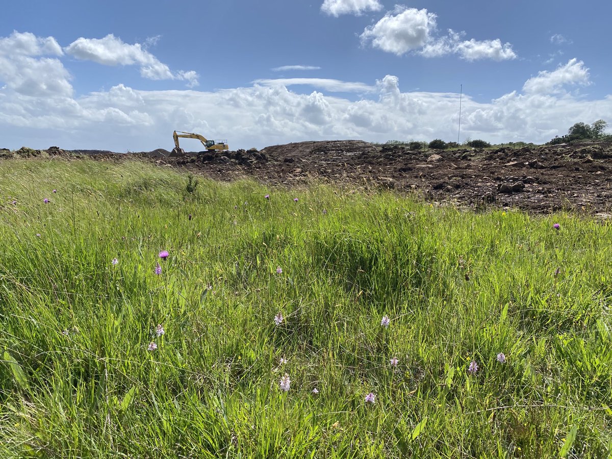 destruction and degradation:

refuges continue to be destroyed or degraded by agricultural intensification, commercial forestry (including restocking on ancient woodlands and bogs), year-round sheep grazing, high deer impacts, peat mining, quarrying, and other development