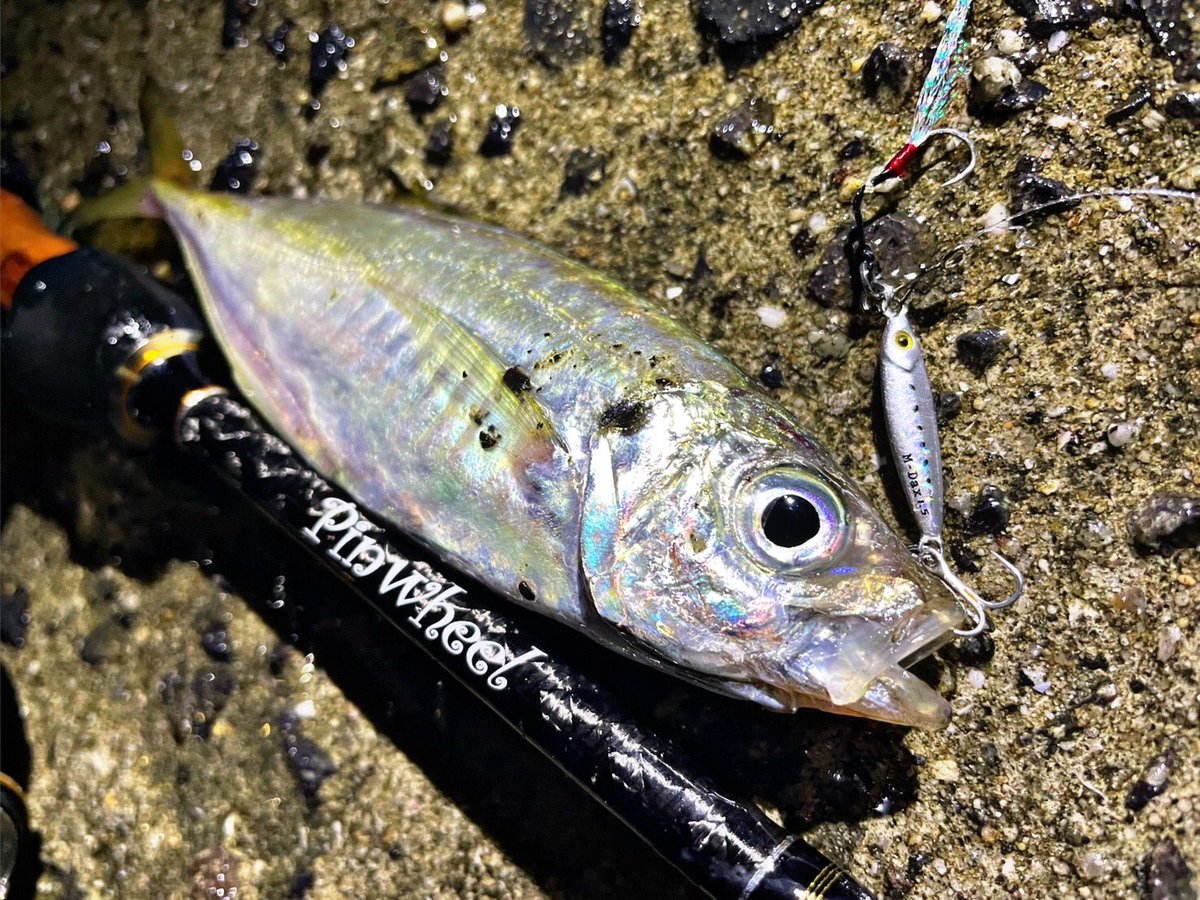 palms_global's tweet photo. Aging with Miniature Dax in Japan 🇯🇵
Rod: Pinwheel 77L
Lure: Miniature Dax 1.5g UV shirasu color(MG-165)
#palms #palmsfishing #aji #aging #yakka #horsemackerel #lightgame #lightgamefishing #microjig #microjigging #shorejigging #shorejig #metaljig #metaljigs #bitarts @palms_japan https://t.co/CJtdjgesbi