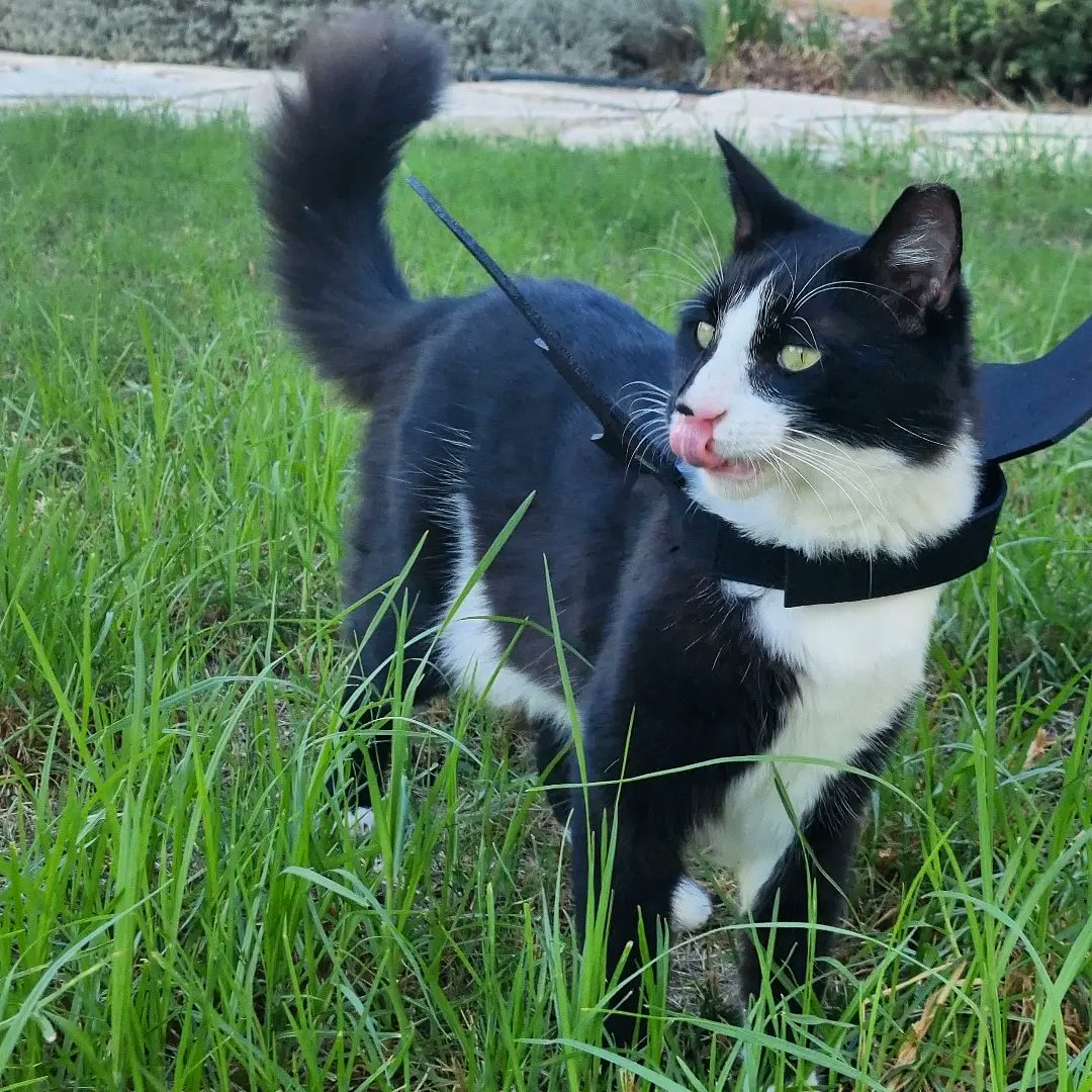 ThatsMeowBlog's tweet photo. Happy Tongue Out Tuesday ❤️ #CatsOnTwitter #CatsofTwitter 
I am trying out my Halloween outfits 🦇 #tongueouttuesday #Halloween2022 https://t.co/rhX9XAVBP0