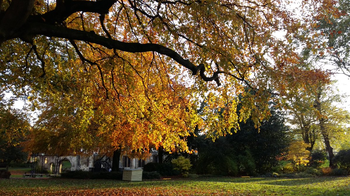 YorkBikeBelles's tweet photo. Meet York’s remarkable City Trees on our next #NatureTimeWalk! Join us on Sun 2 Oct to discover the Pear-barked Beech, Tibetan Cherry and Tulip Tree. Enjoy feeling their leaves and listening to squirrels in their branches :) Book at https://t.co/PyGoP7j0ZO
#YorkEnvironmentWeek https://t.co/irRCCN5ojX