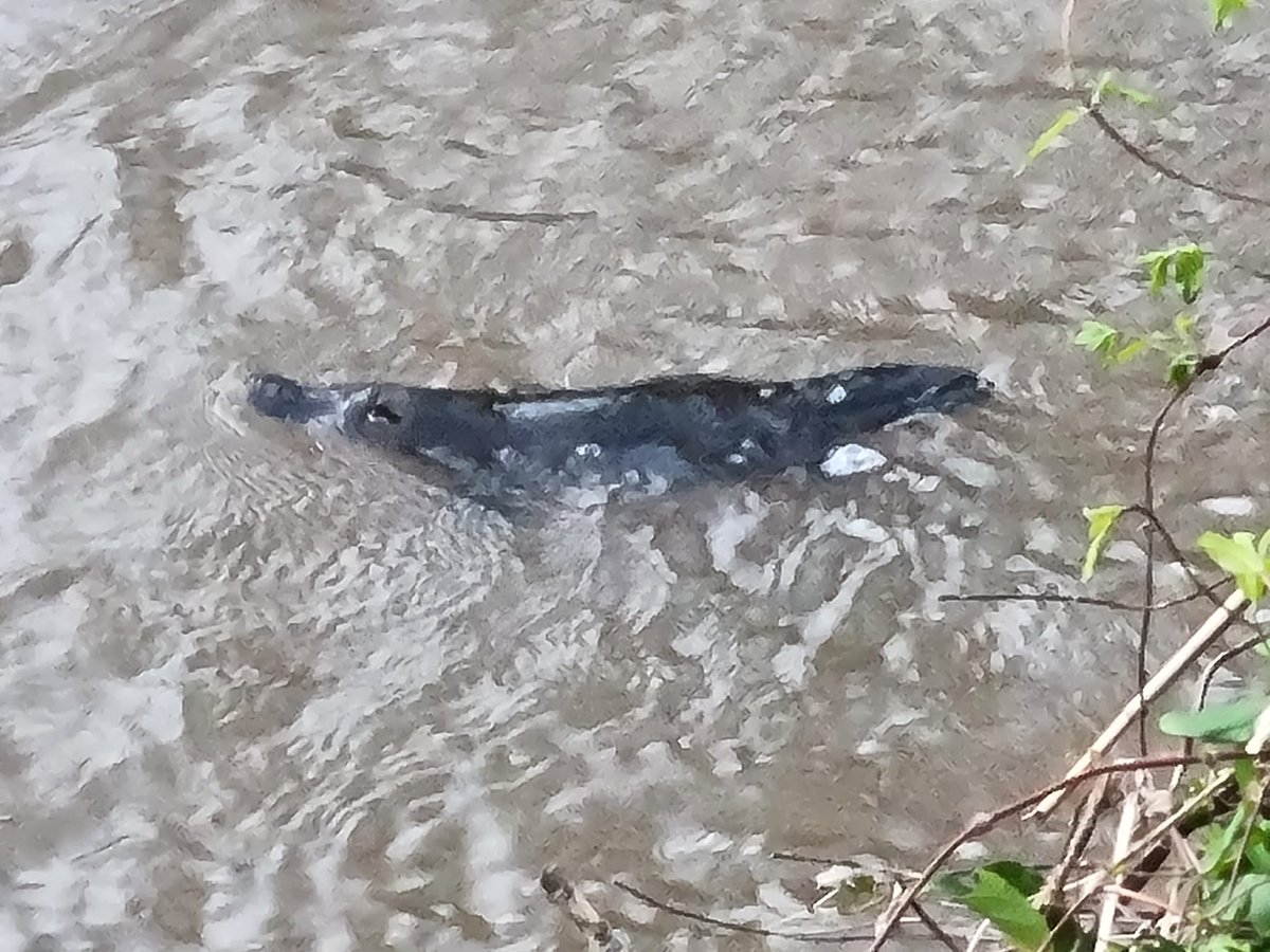 alicesqwalker's tweet photo. First time seeing a platypus in the wild! And there were two! Spotted in Wodonga south. That has made my Tuesday. https://t.co/TiV0AFmQm3