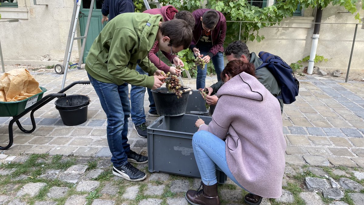 Vendange à #Reims, de la plus vieille vigne de #raisins blancs de #France, cultivée depuis plus de 300 ans dans l’ancien collège de #Jésuites ! Des grappes de #Verjus, qui seront utilisées par les élèves du lycée Gustave Eiffel de #Reims, pour la création de mets.
