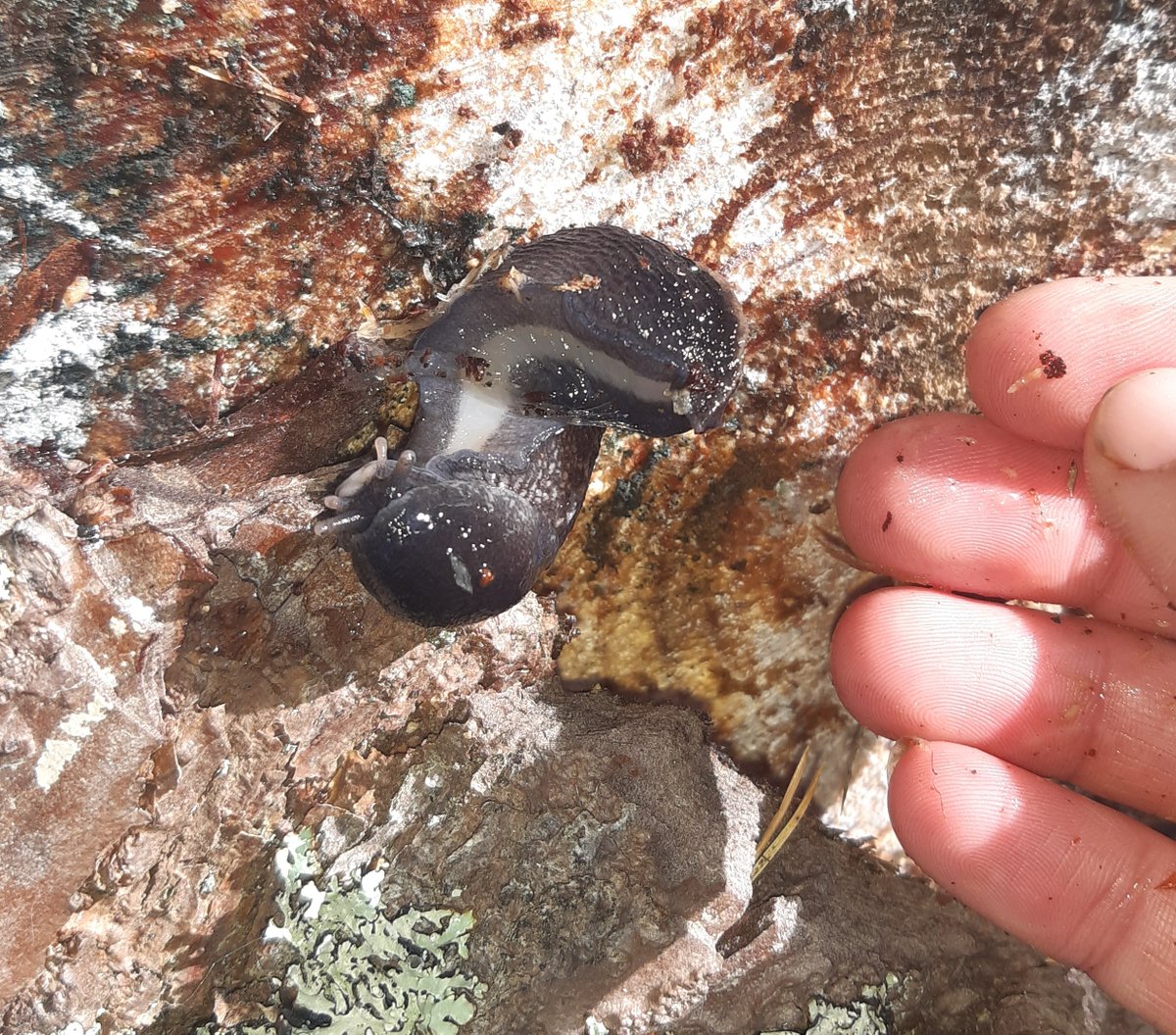 Rare Invertebrates in the Cairngorms tweet media