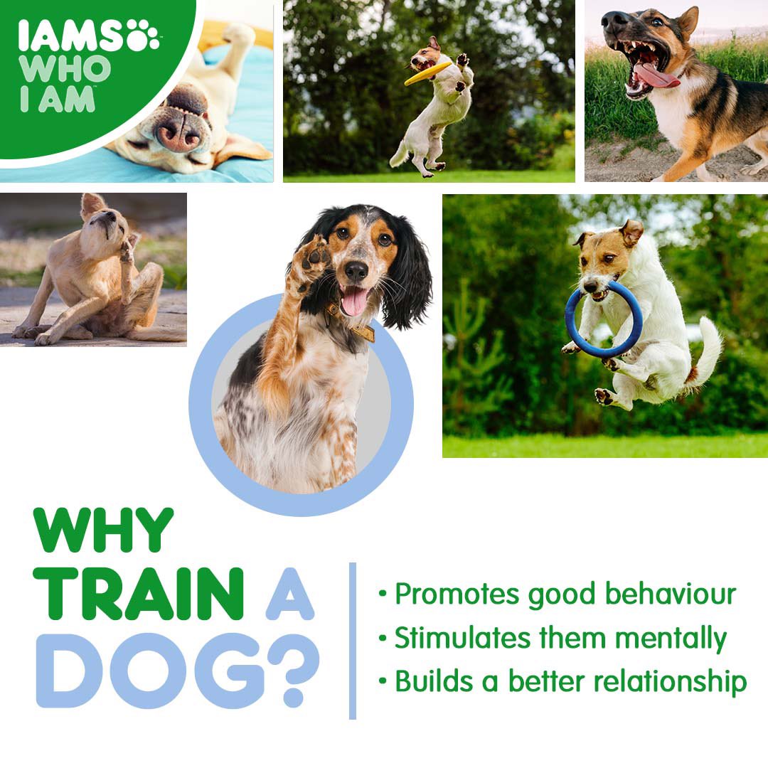 IndiaIams's tweet photo. By ensuring you dog is properly trained, your relation with them in the long run is improved! https://t.co/p3UtJzO3mr