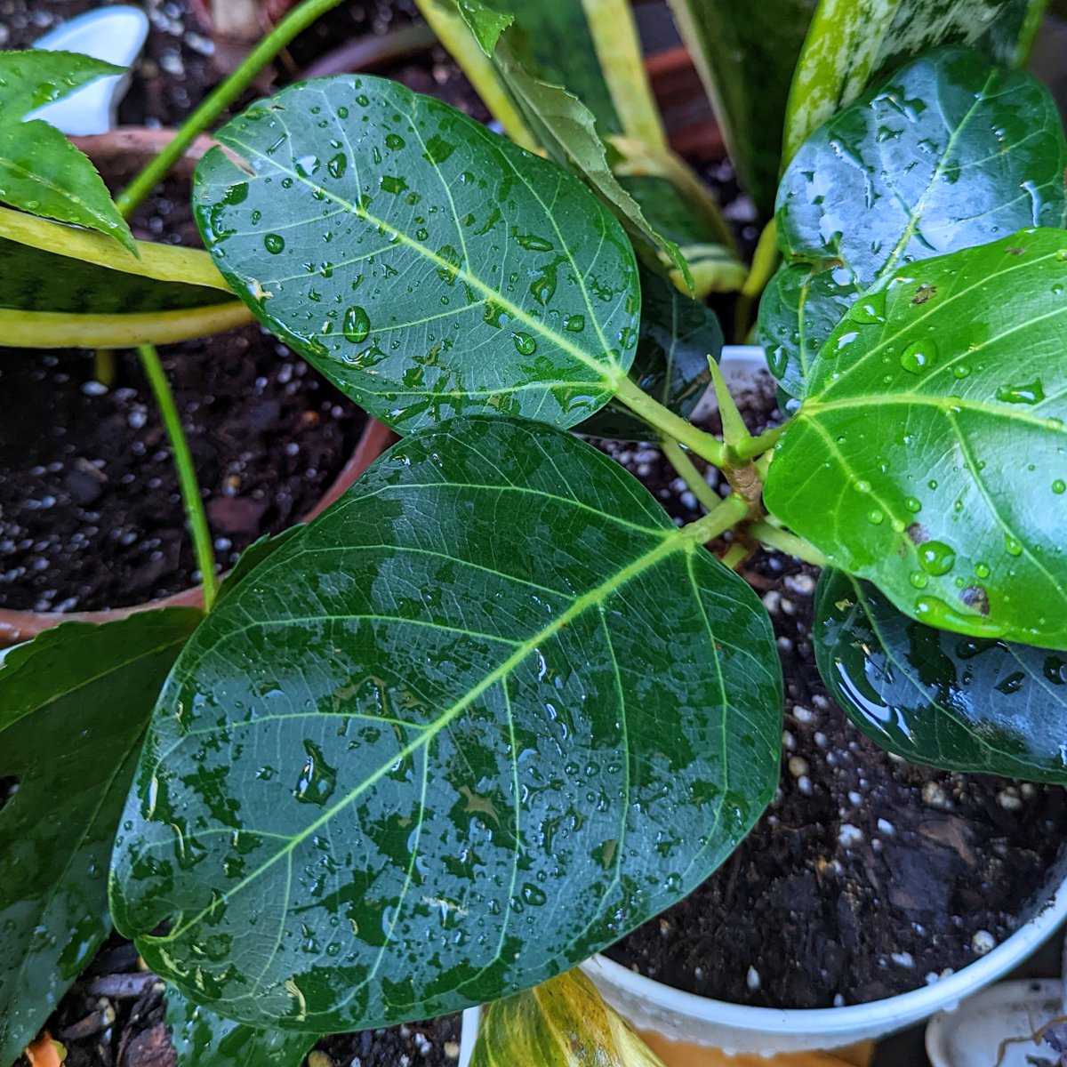 plantflix's tweet photo. A ~1 year old seed-grown Ficus Altissima plant 🌱 #ficusaltissima #ficusseeds #growfromseed https://t.co/2j3OZ3UTyt
