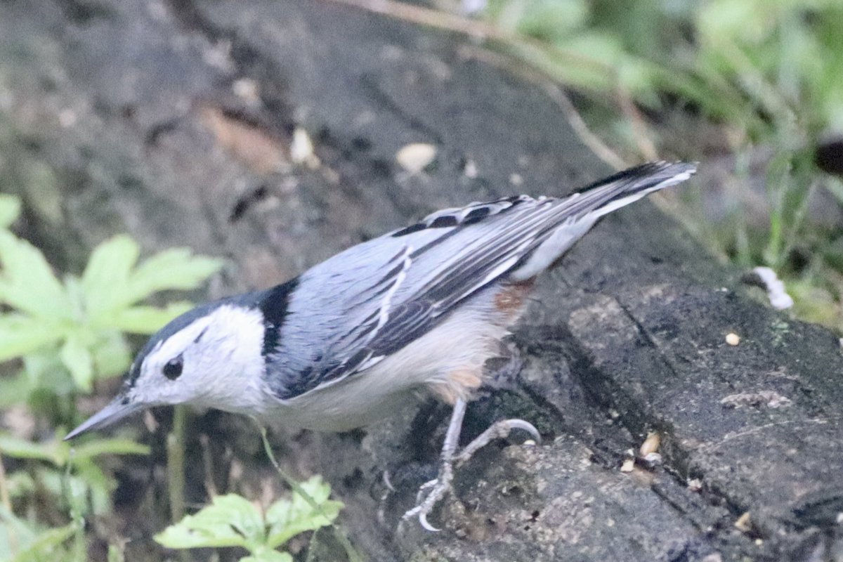 Hello #Tuesday ❤️ foraging for food on the ground, nice to see the Nuthatches back at the feeder areas ❤️ #nuthatch #whitebreastednuthatch #birdwatching #birds #birdphotography #BirdTwitter #TwitterNaturePhotography #TwitterNatureCommunity ❤️
