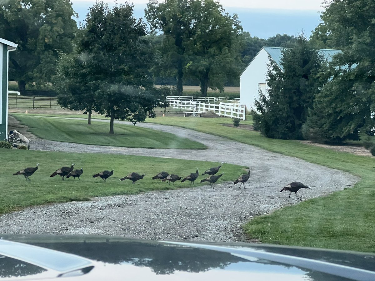 SelnerAg's tweet image. They say there’s no traffic in the country. I can’t even get down the drive