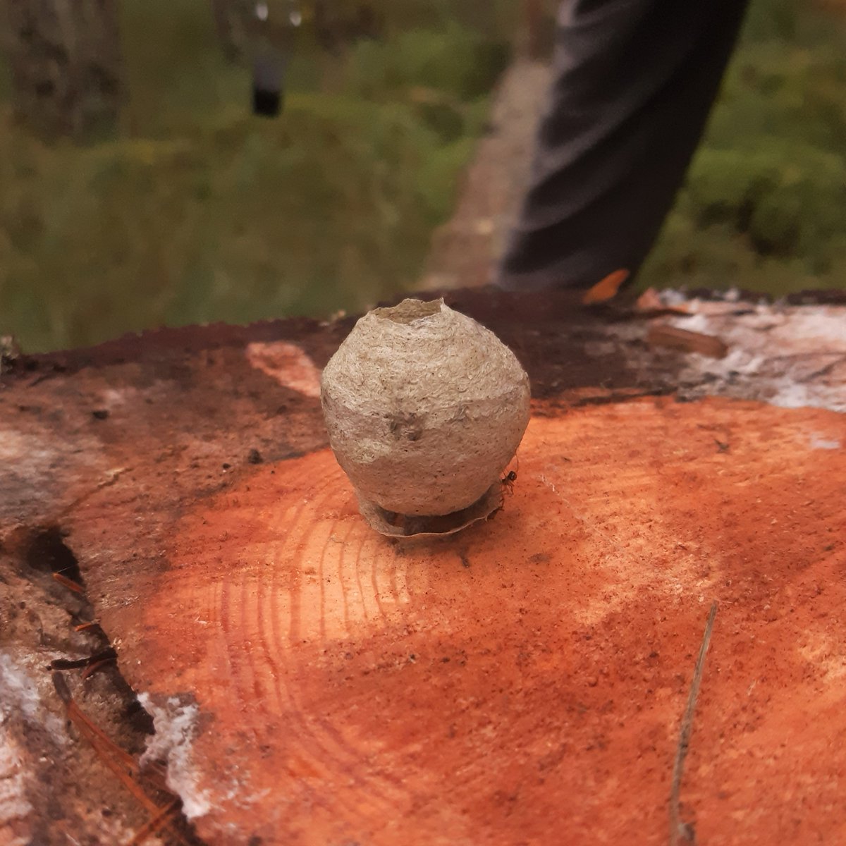 Rare Invertebrates in the Cairngorms tweet media