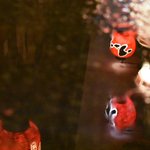 ツイートに含まれる画像