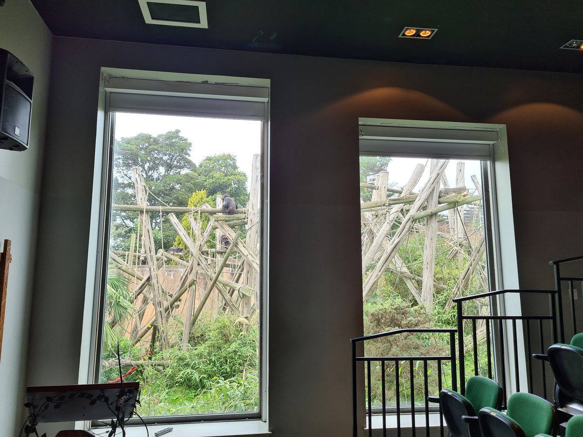 We've arrived to set up but we're all already distracted by the neighbours  #IonBruAtTheZoo